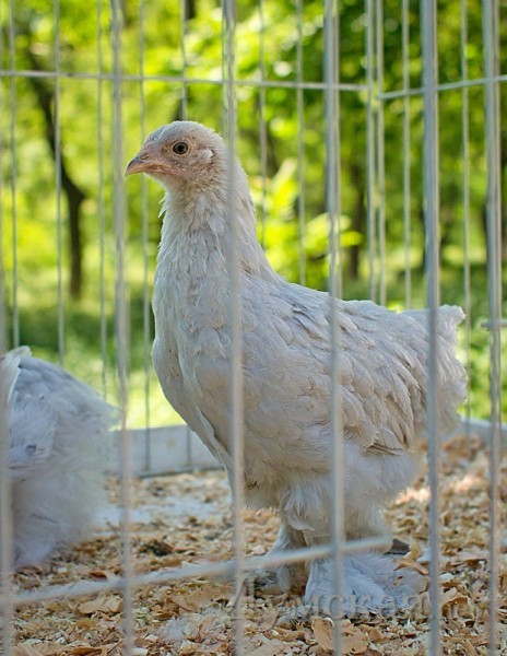 ������ ������ ������� ��������