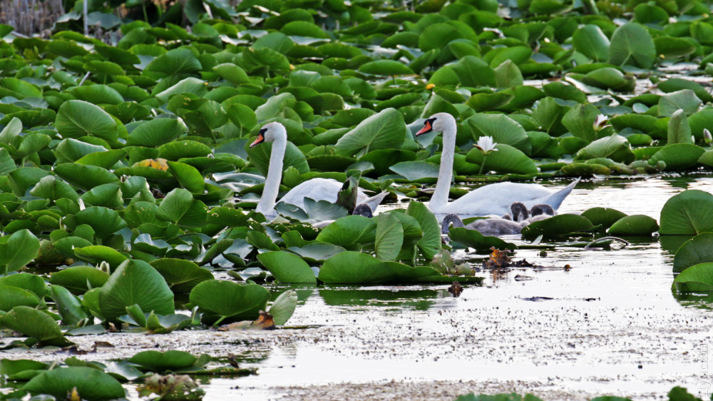 ������� �������