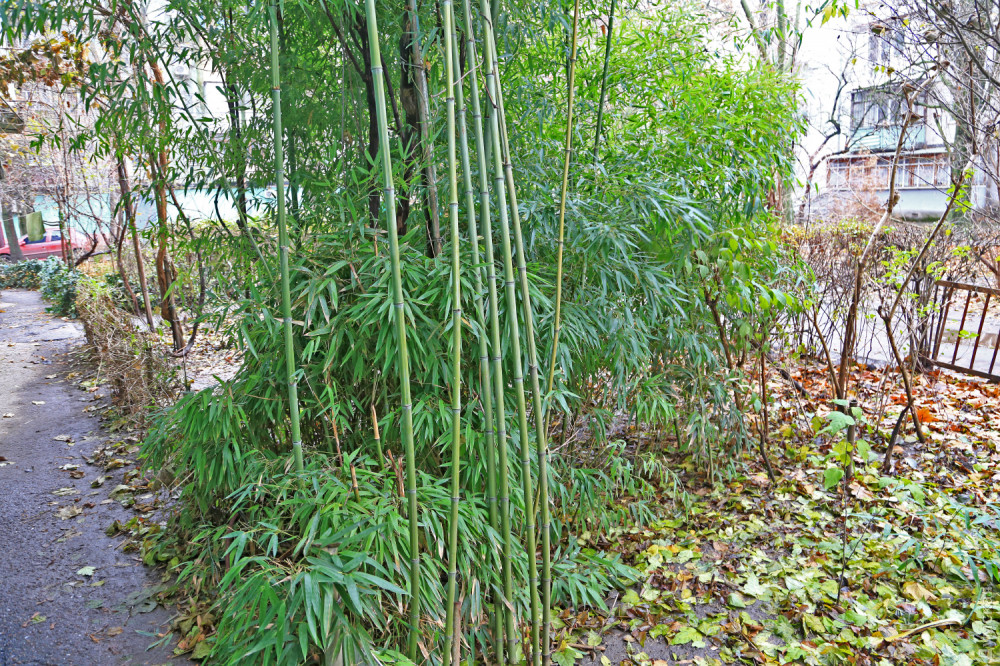 ������ �� ����������