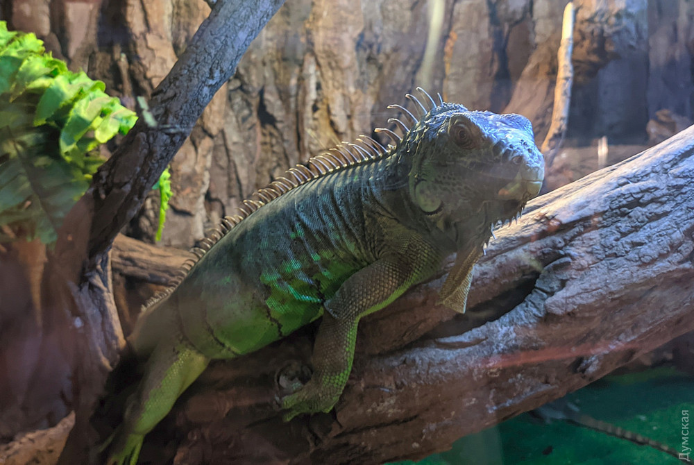 ������������ ������� ������. ����� ������������