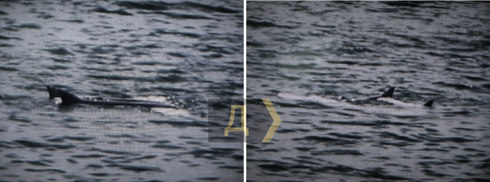 �������������� ��