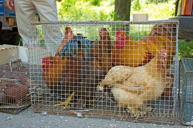 ������, ������ ������ ������ �����