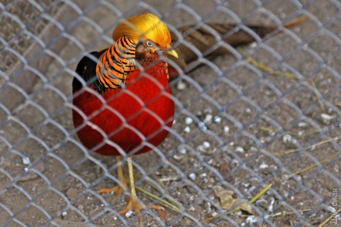 ������� �����