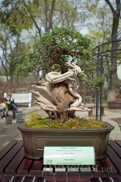 300-������ ������������  �� ����� ����������� � ����� Bankan (�����, ����������� � ����� ����)