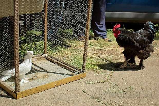 � ������ ����� ����������� ������ ������