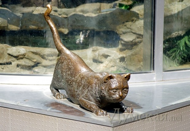 ��� ����, ��������