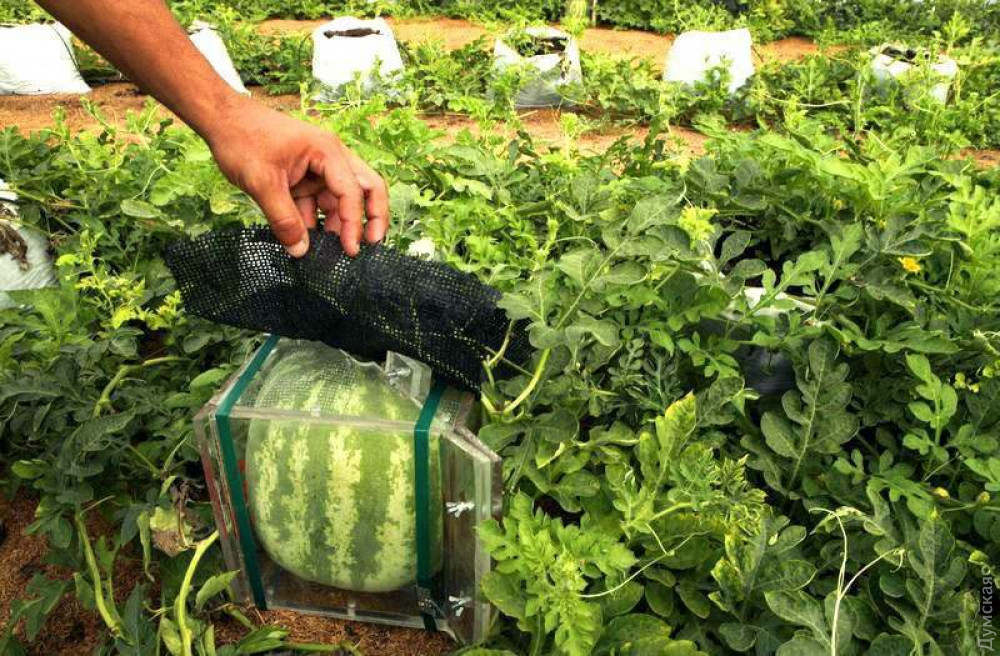 ��� ���������� ��������. ���� �� ���������