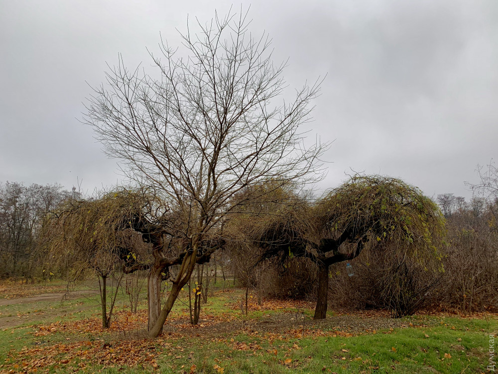 ������� ��������