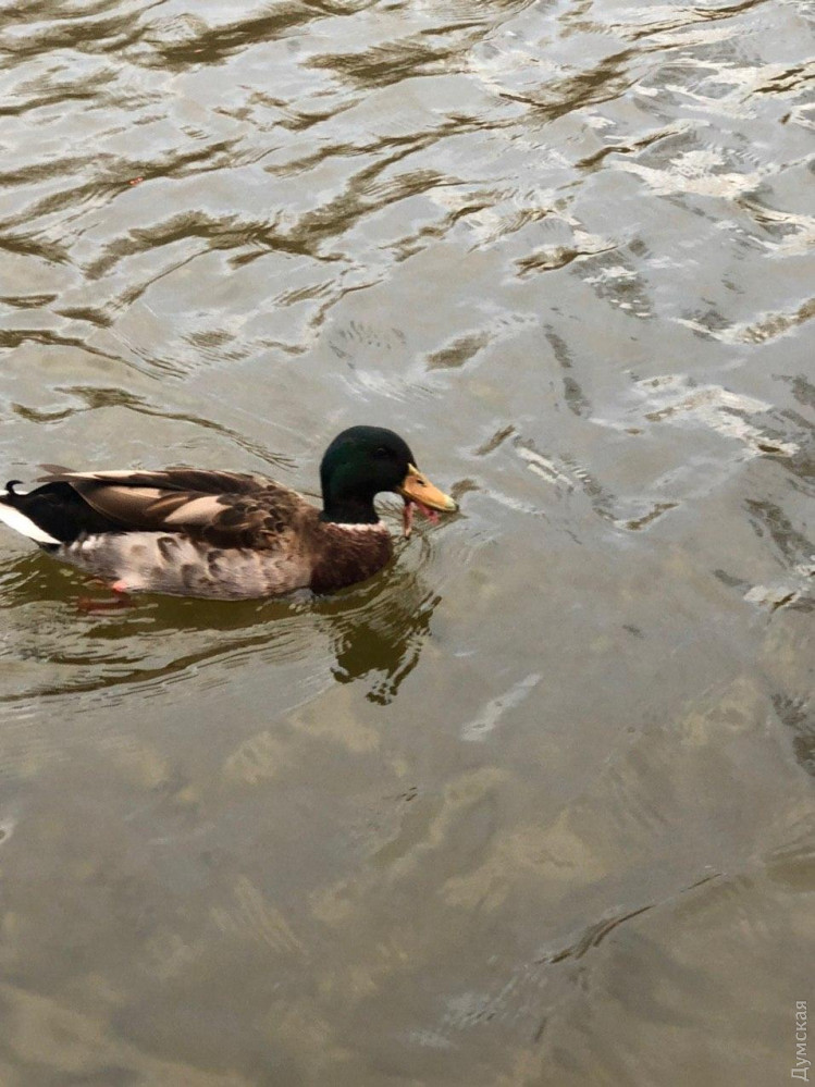 ��� ����� ��������!