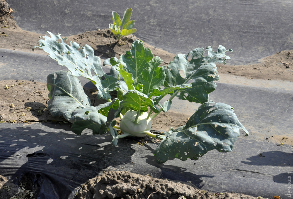 ������� ��������