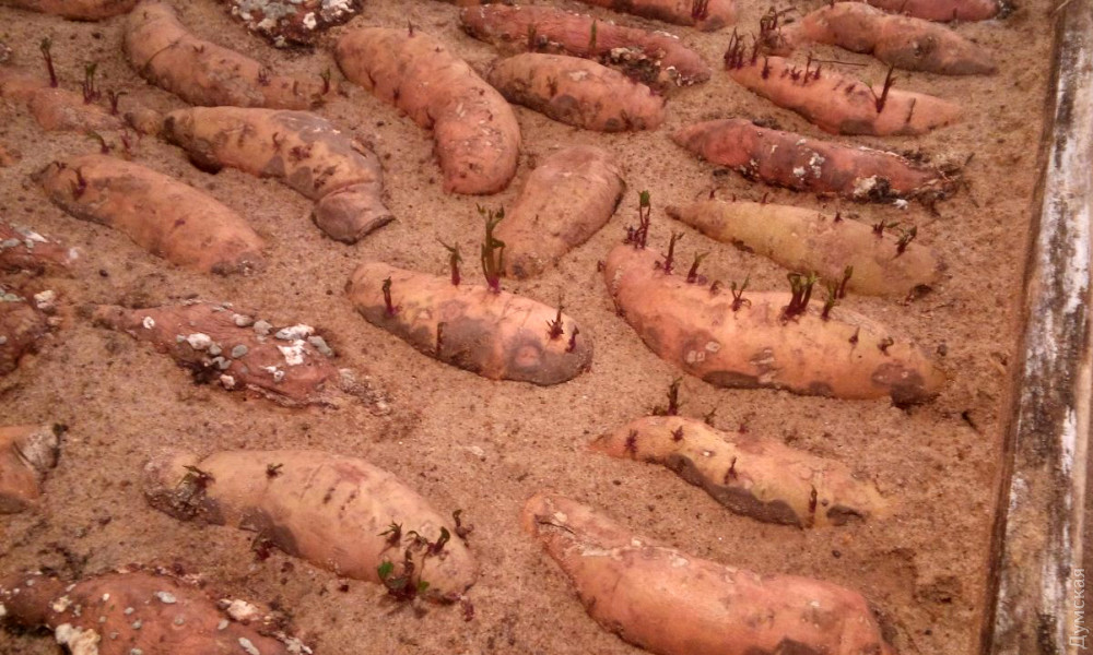 ����� ��� ������������ ��������