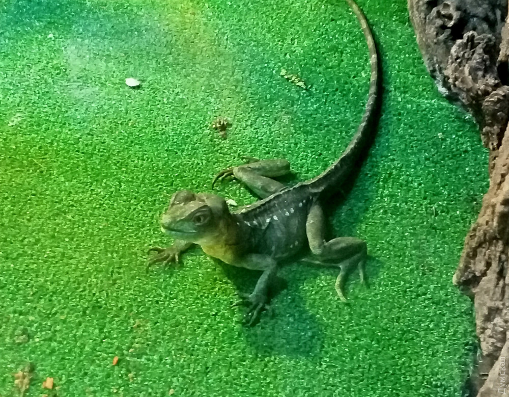 ����������� ��������