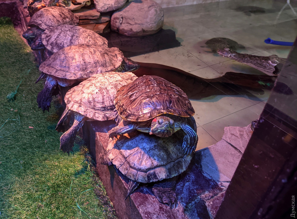 �������� � ��������� �� ��������� � ��������, ��, ������, ���� �� ����� ������� �� ����������  