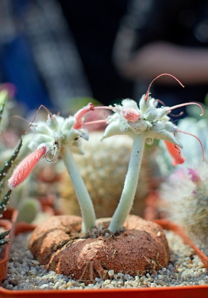 ������� �� ��������� ������ ����� ���������