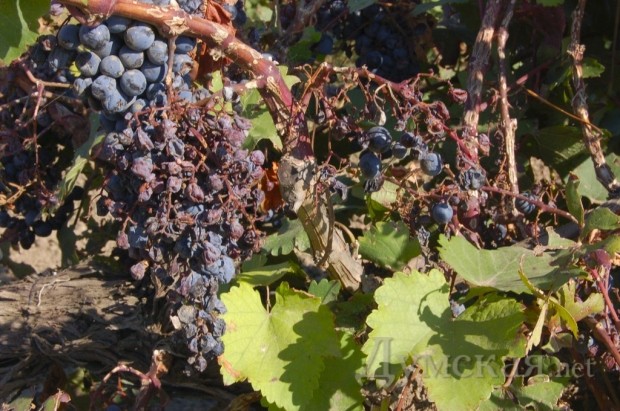 "�������� ������" ����� �����