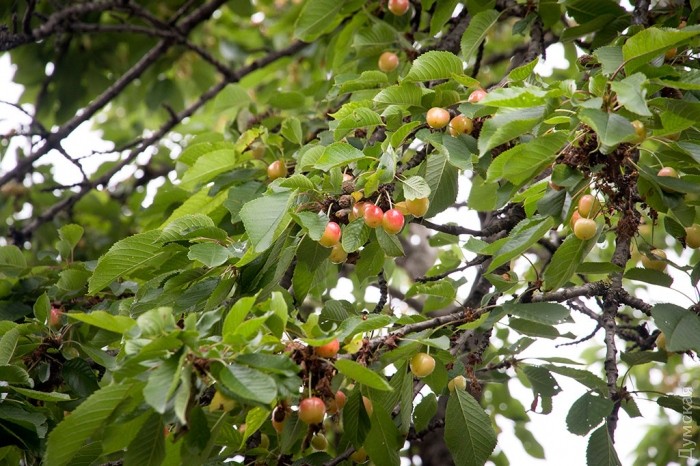 ������� ���������� ���������