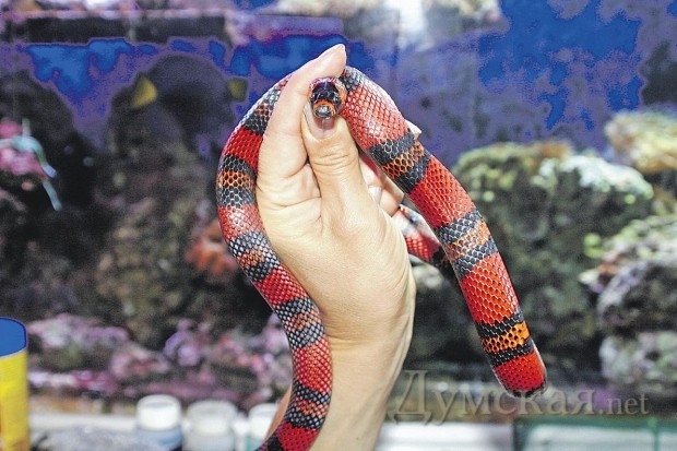 �������� ������������ ����������� ���� 