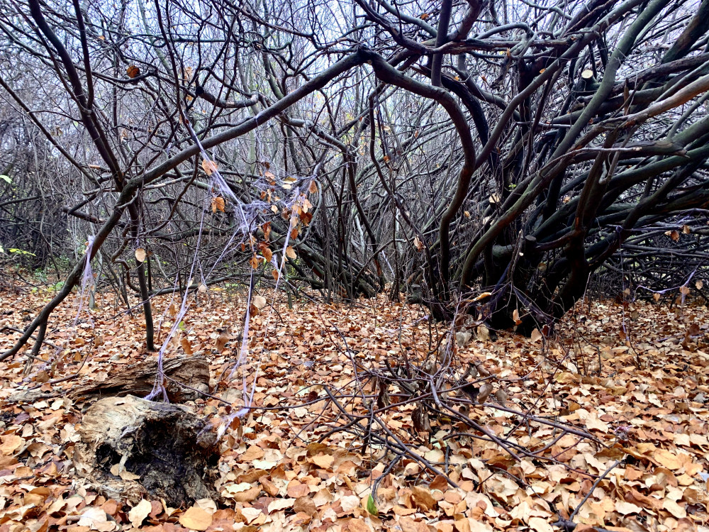 ������� "��������" ���������� 