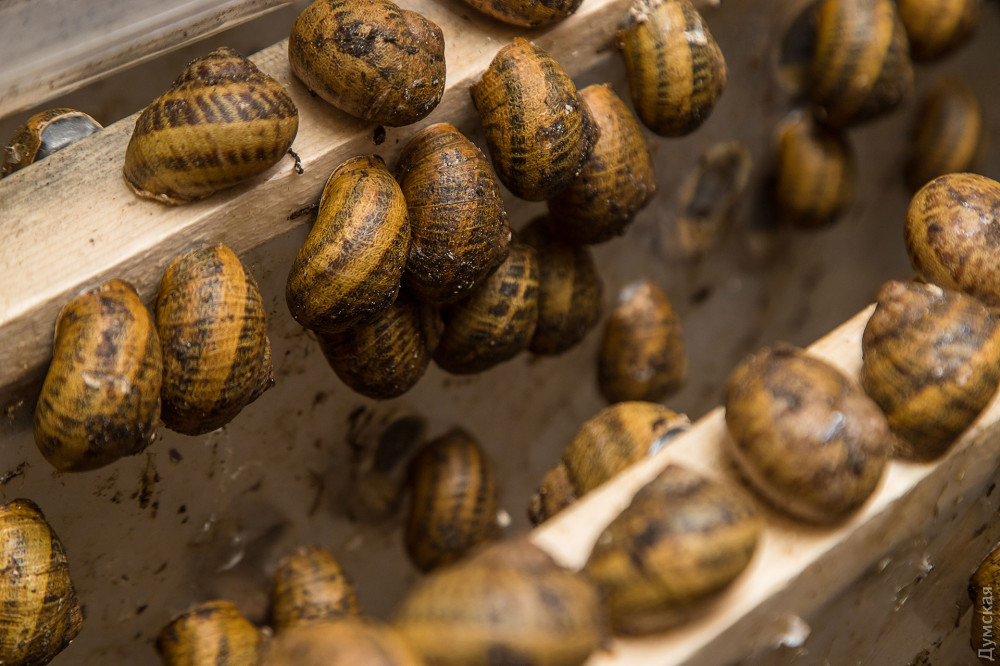 Helix aspersa maxima