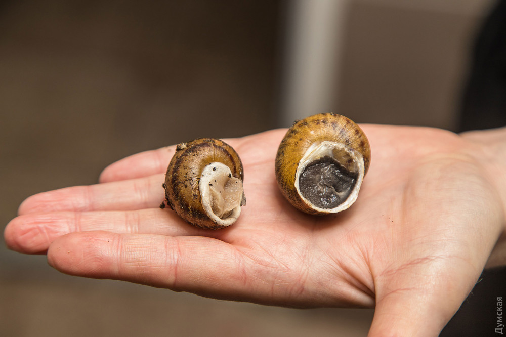 ��� ���� � ���������