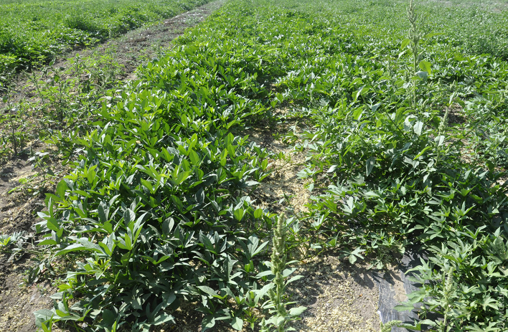 ��� ������ �����