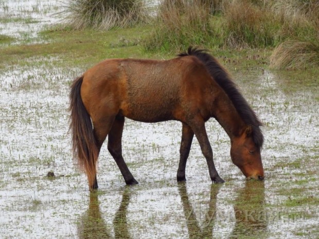 ���� ��������������� ����������� Four Paws. ������ �� ��������� ����� ������ ��� ��������� 641 ��������