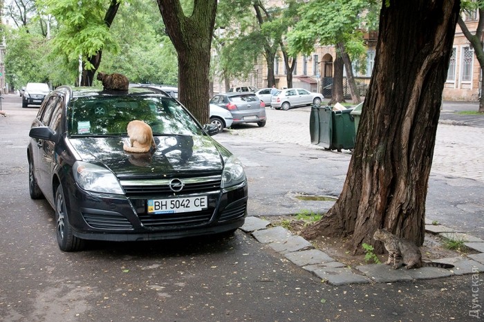 ���� ����� �������