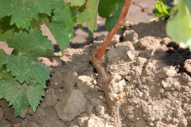 ������� �������� ��������� ��������� � ������-�����