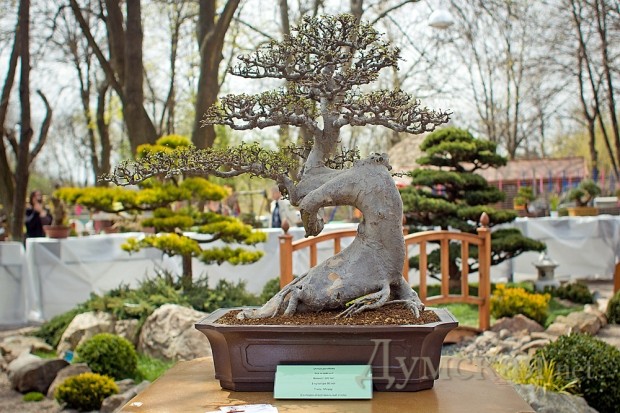 ��������� 120-������ ���. ��� ����������� � ������� 80 ��� � ��������� ������������ ����� Moyogi