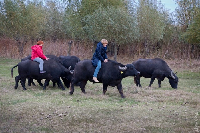 ������� ����� ������ �����