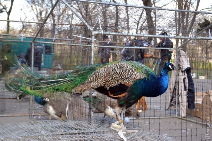 ������ ����� 3500 ������