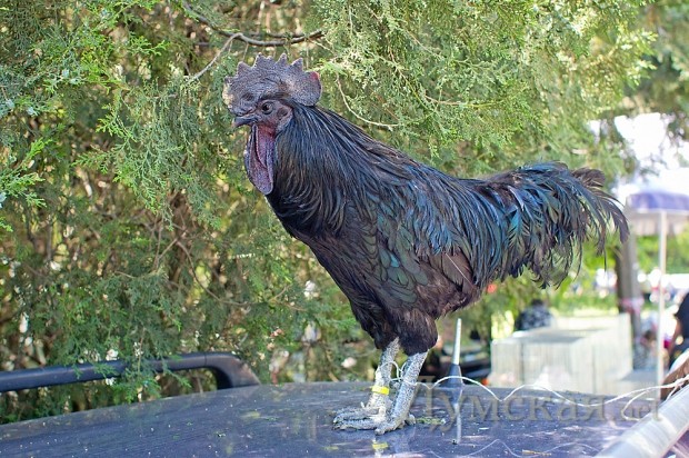 ��� ������ ����� ������ 5000 ���