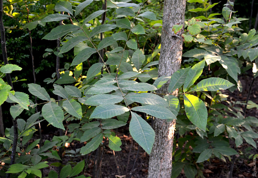 ������ ������ � ������� ��������� ������� ������