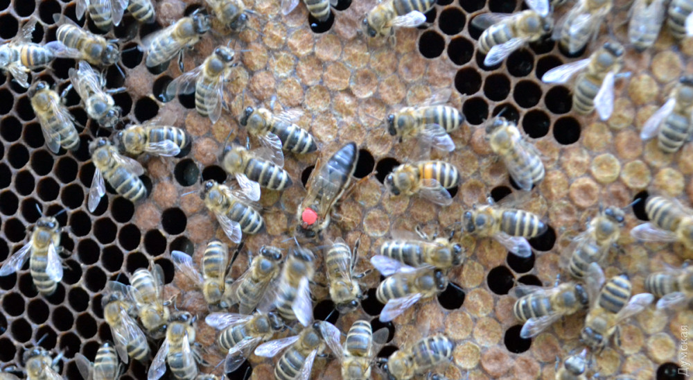 � ������ ����� - ���� �����