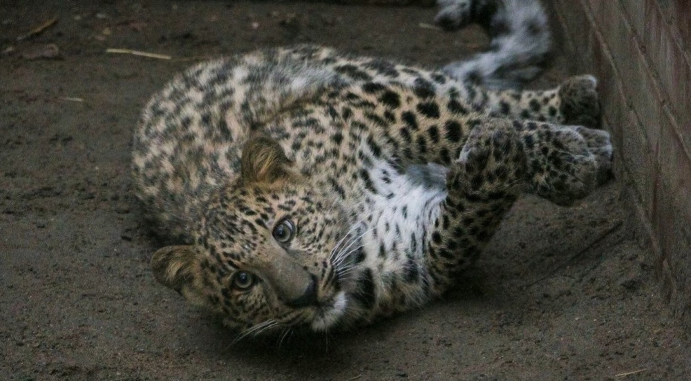 ��������������� �������