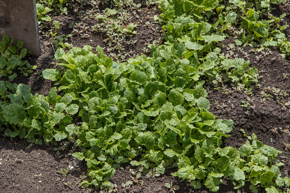 ����� ����� �������� ��������