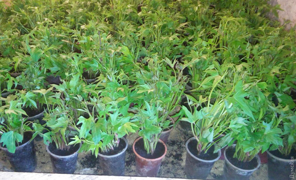 ������ ������