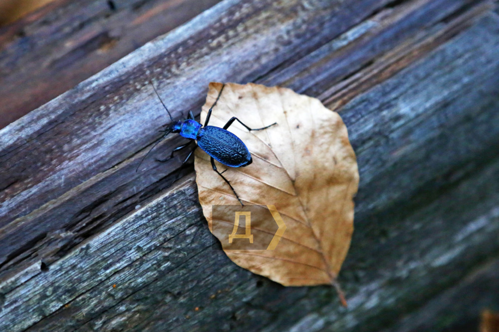 �������� �������� �� �����