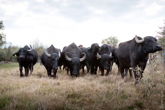 ���������� ������� ��������� ���������� �� ����� ��������� ���������. ������, � ������ ���� �������� 