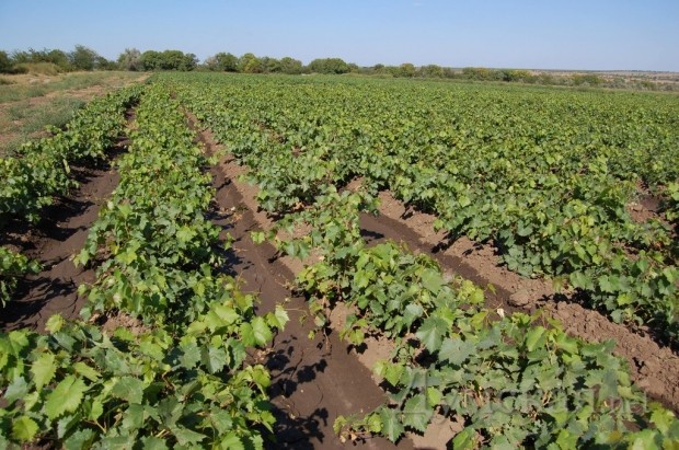 ����������� ������. ����� ��������� ������� ������ ���� �������� � ��������