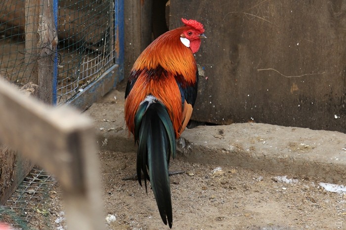 ������ ����