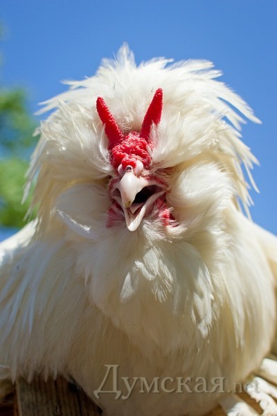 ����� ��������