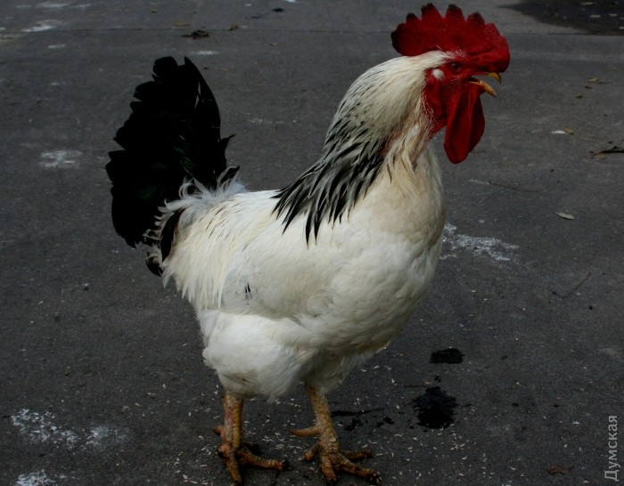 ����������� ����