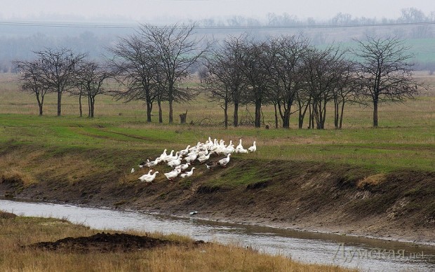 ���� ����������