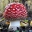 Amanita