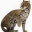 ocelot