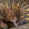Tachyglossus aculeatus