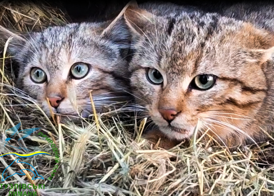 Сироты из дикой природы: в Одесской области выпустили на волю редких лесных котов (фото)