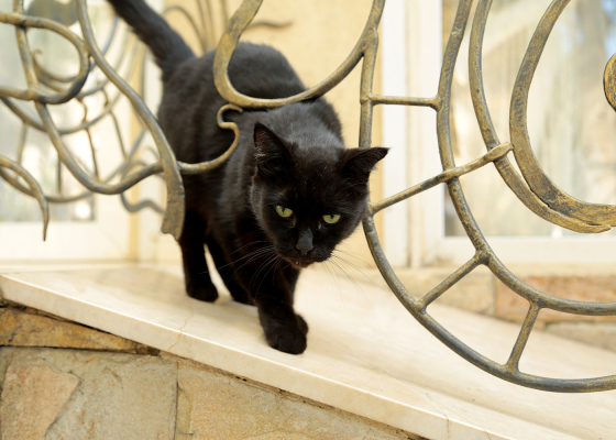 Осень в Одессе: коты, солнечные улочки и уходящее тепло (фотозарисовка)