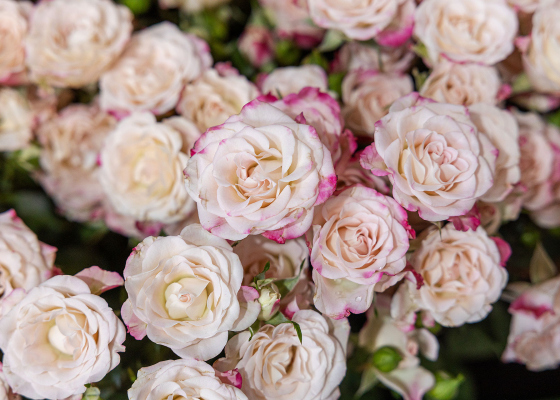 ����� ���� ���������� ��&nbsp;�������: �������� ������, �&nbsp;���&nbsp;������ &mdash;&nbsp;����������� ���� (������������) 